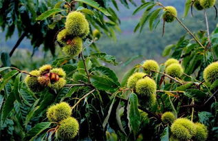 板栗种植是否赚钱，需考虑品种、市场、成本等多方面因素