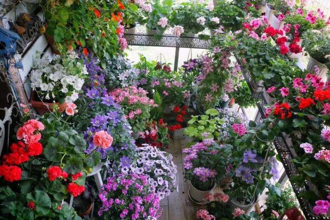 选对花儿， 冬天也嫩花开不败