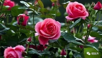 适合的气候与土壤：紫丁香月季的栖息地