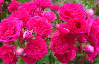 用途：蔷薇花常用于绿化和草坪装饰，也可以用于制作果酱、果汁等。