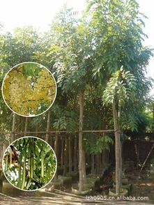 常绿乔木：四季不变的绿色背景