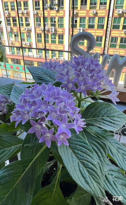 麒麟掌绽放，花界新宠！