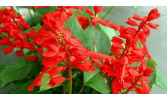 一串红花花期在几月份？这个时间段内盛开的一串红有什么特别之处