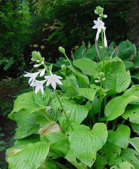 玉簪：懒人养花的福音