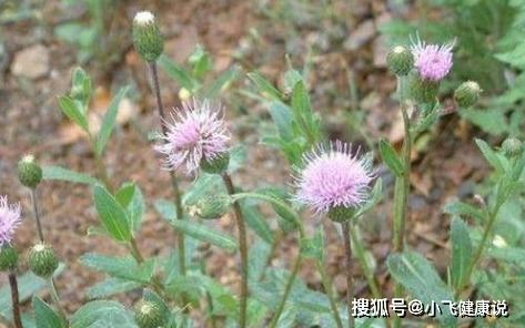 刺儿菜功效强大，你知道它对哪些疾病有显著疗效吗