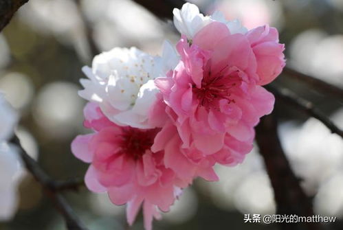 桃花何时绽放？春季赏花正当时