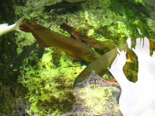 蜈蚣草：生命力旺盛的清道夫