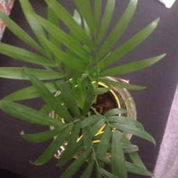 植物晒太阳后的那些事儿