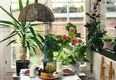 美化家居：适合新手种植的花卉