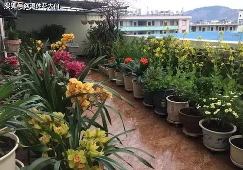 “养花摆设，如何打造温馨角落