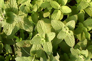 香草篇，味道迷人