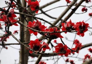 关键发现与种植技巧