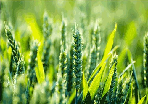 结缕草：耐旱耐贫瘠， 生命力顽强