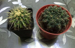 仙人掌怎么养才能又粗又壮，种植与管理有哪些技巧和注意事项