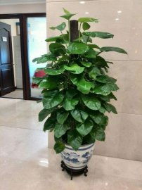 绿植的租摆，价格里藏着什么秘密？