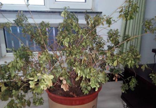 清香木不会掉叶子