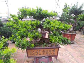 罗汉松叶子功效：不仅是装饰那么简单