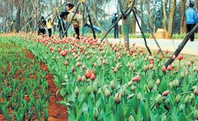 春暖花开， 种植时机要掌握