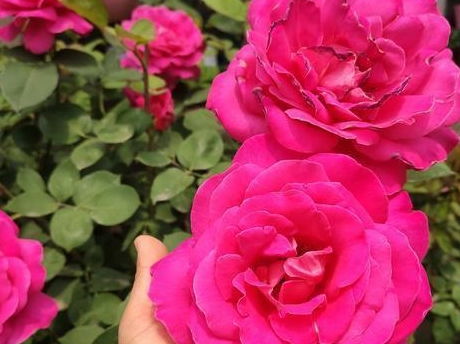 修剪行动，刻不容缓