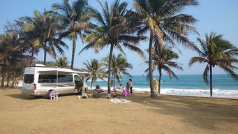 棕榈树在不同地区的市场价