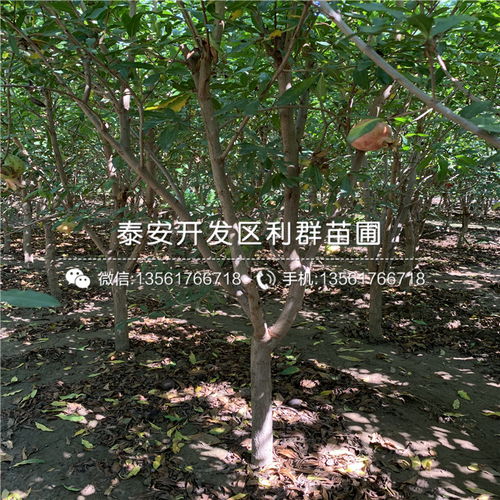 十公分石榴树苗价格