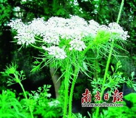 这些品种千万别碰