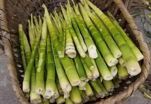 创新竹笋采后保鲜技术，提升花卉品质与延长货架期