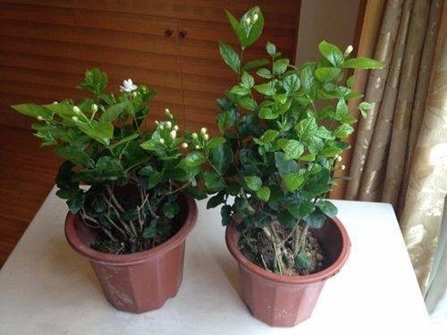 茉莉冬天落叶后怎么养护？如何让它在寒冷季节保持生机