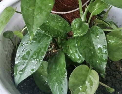花朵叶子烂了？巧剪残枝