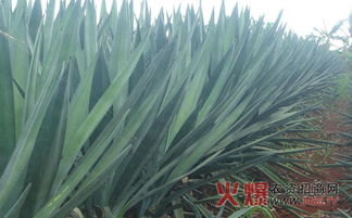 剑麻种植的成本与利润