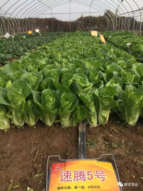 百合花种植黄金期：播种最佳时间指南