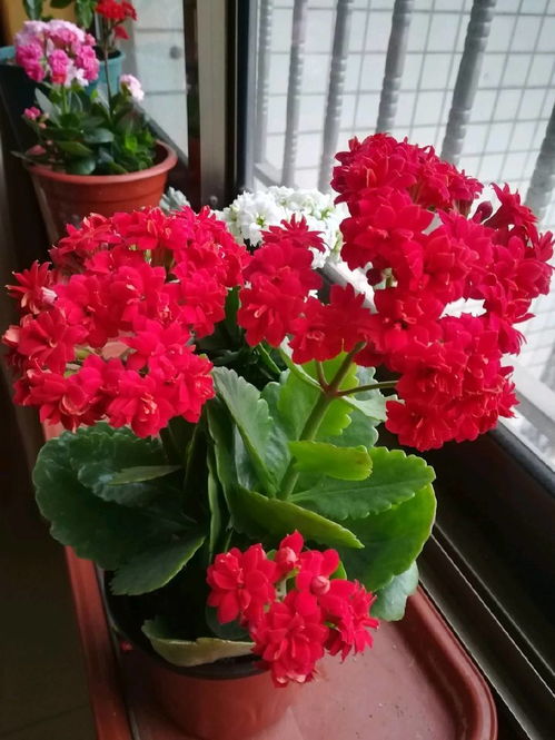 室内花卉的续命小技巧