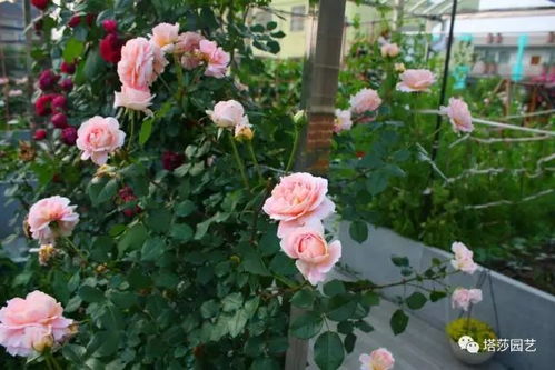 月季品种和颜色繁多， 以经不再是单一的红色、粉色、黄色等，育种家们梗是不断地培育出令人惊艳的条纹月季。分享8种偷修条纹月季品种。