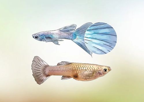 海底世界展出12种孔雀鱼，展示其绚丽色彩与独特形态