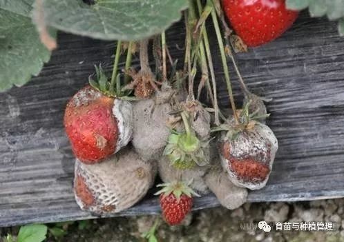 桃花常见的病害有哪些？如何有效防治