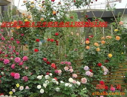 沭阳新河花木协会：历史悠久的花木之乡