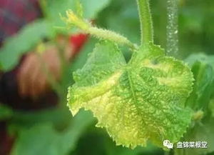 黄瓜用药的小讲究