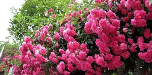 花期后的修剪技巧