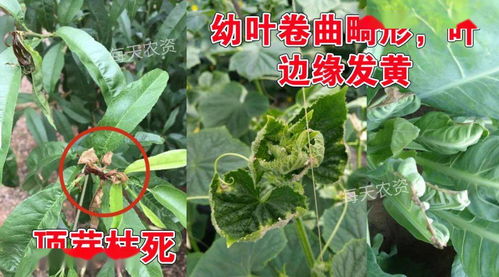 花草叶子发黄，是缺水还是病虫害