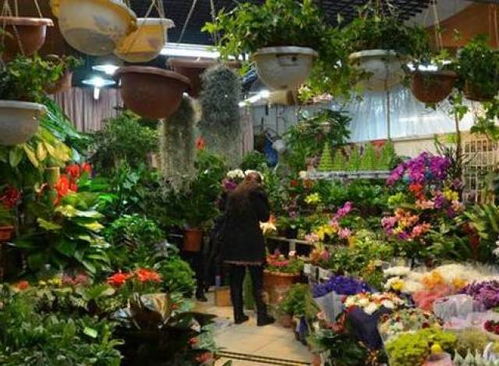 选对花木， 致富之路不是梦