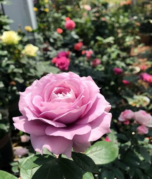 适合哪些地区种植呢？