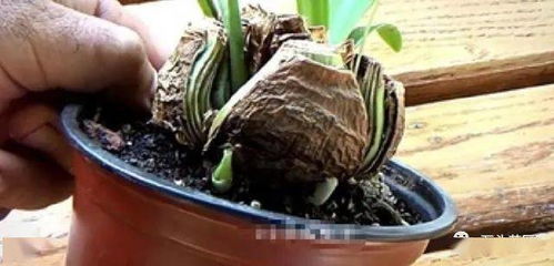 美人蕉块茎繁殖和种植方法有哪些简单易学的步骤