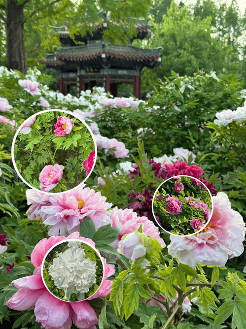 洛阳牡丹节什么时候？花期预测与游玩指南