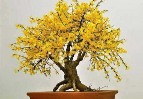 想让迎春在春节开花？试试我的