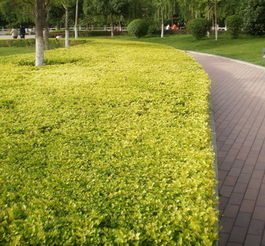 话说咱北京城里的那些绿树