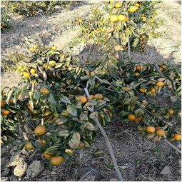 元宝枫果实价值揭秘：你真的了解它吗？