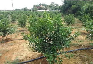 沃柑橘树种植与管理需注意土壤、水分、修剪等关键环节