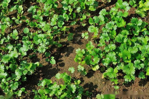 旱地播种，加量还是减量？