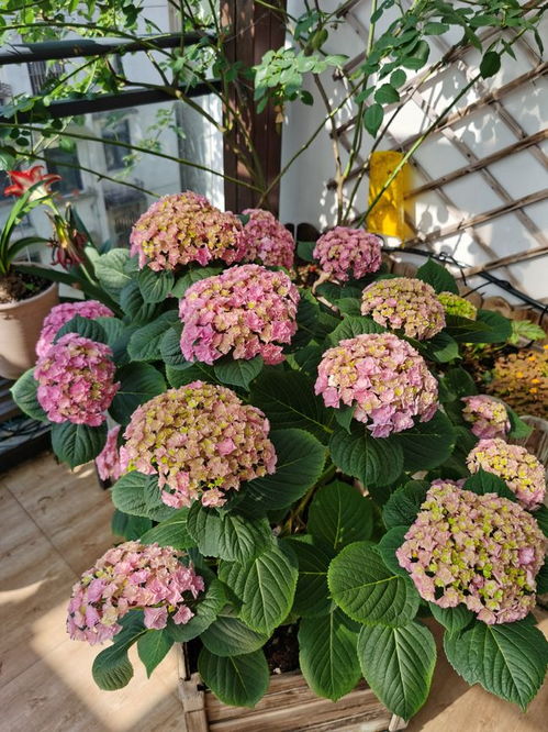 六月适合种植哪些耐热农作物？