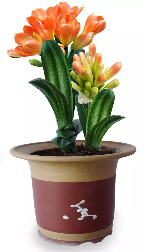 细叶君子兰的绿意诗篇